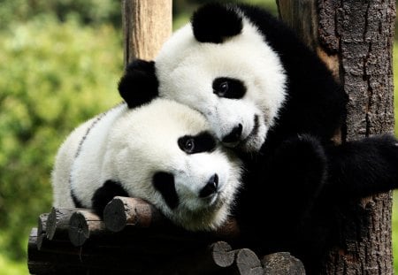 cute  friends - black, white, panda, cute, nice, friends, cute panda, bears