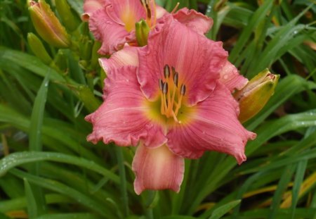 Lilies ~ Foolish Pride - foolish pride, flower, lilly, pink, spring, nature, green