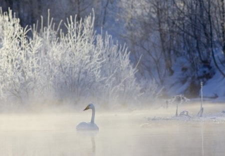 Swan - winter, swan, lake, snow