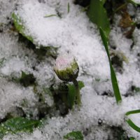 piccola margherita sotto la neve