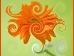 CURLY GERBERA