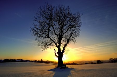 Winter - sky, snow, winter, tree, sunset