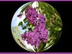 LILAC GLOBE