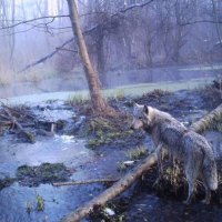 Sergei Gaschak - Wolf near Chernobyl