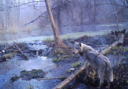 Sergei Gaschak - Wolf near Chernobyl - nature, photograph, swamp, russia