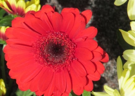 Scarlet Gerbera - plant, flowers, flora, red