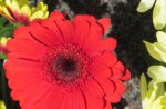 Scarlet Gerbera