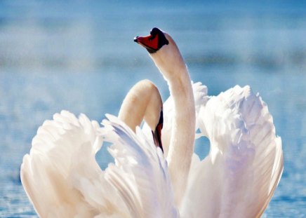 Feathered dance - white, swans, water, beauty, mates, feathers