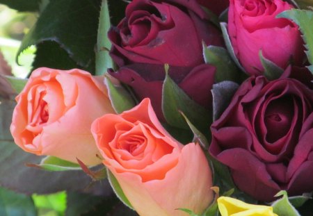 Colors of the Rose - Flora, Flowers, Blooms, Roses