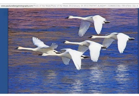 Bevy flight - birds, white, swans, water, bevy