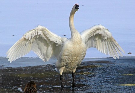 Flight preparation - beauty, swan, wings, stretch