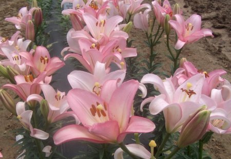 Lilium Samur - garden, flower, lilium, lilly, pink, samur, green