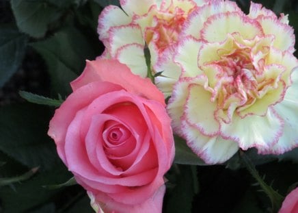 Delectable Pink - flowers, flora, roses, carnations