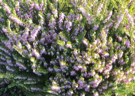 Heathers of Pink - flowers, flora, heather, shrubs