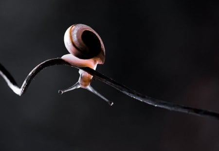 Snail - shell, animal, slow, Snail