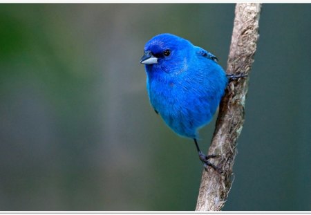 Blue Bird - bird, little, birds, blue