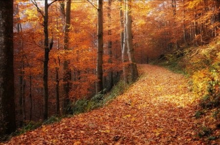 road - nature, color, forest, road