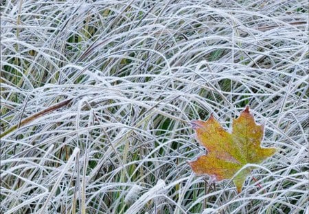 autumn - colours, grass, leave, autumn