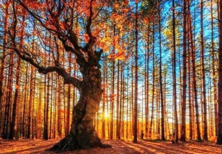 Sunrise and a old tree - blue, sunrise, forest, leaves, old, rusty, sky, sunlight, yelow, trees, beauty, fall, nature, autumn, day, shine, young