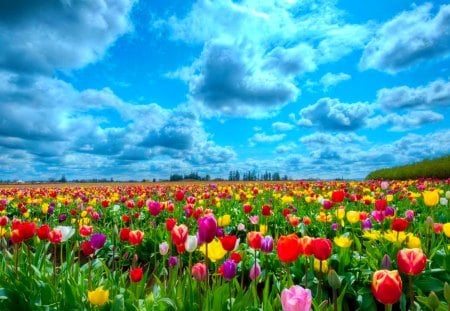 Field of tulips - summer, beautiful, grass, fresh, field, nature, colorful, meadow, pretty, tulips, flowers, spring, delight, fragrance, sky, freshness, nice, clouds, scent, lovely