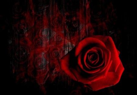 Rose - roses, red, flowers, rose, black, flower