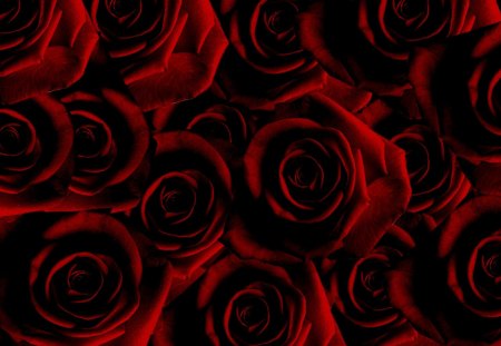 Rose - roses, red, flowers, rose, black, flower