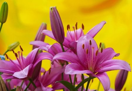 Lovely Lilies - pretty, delicate, lilies, beautiful, fragrance, lovely, flowers, nature, scent, soft, garden, tender, nice