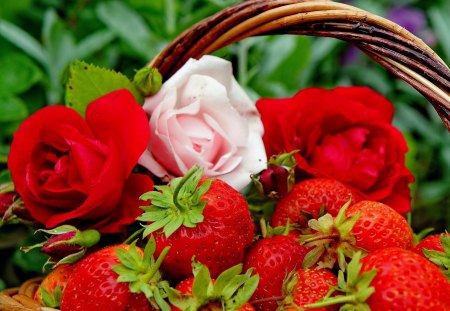 Rose Strawberry - strawberr, rose, flower, fruit