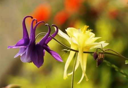 Two  beautiful flowers - delicate, purple, wallpaper, beautiful, flowers, yellow, garden, floral, two, nature