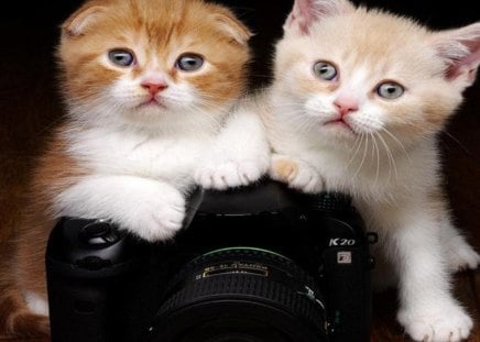 Kittens amateur photographers