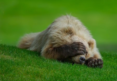 playful bear - love, polar bear bear cub, brown bear, animal black, bear, winter, grizzly, wallpaper, fantasy, art, snow, fish, animal, food, desktop