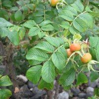 Fruit trees in BC - Canada