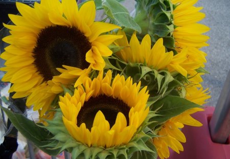 ๑♥๑  HAPPY ๑♥๑ - sunflowers, yellow, forever, beautiful, smiles, love, brilliant, light, bouquet, happy, flowers, nature, bright