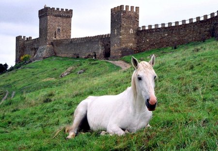 Horse in front of Castle Wall - white, horse, castle, wall