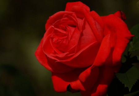 rose❥•٠ - flowers, roses, red, green, rose