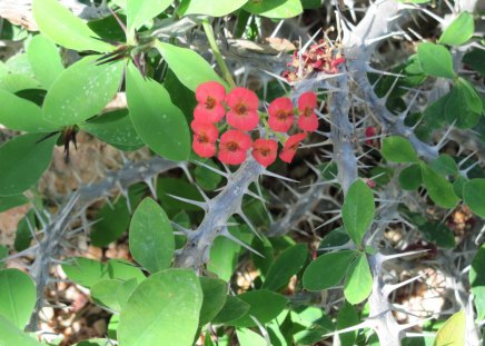 Cactus flowers