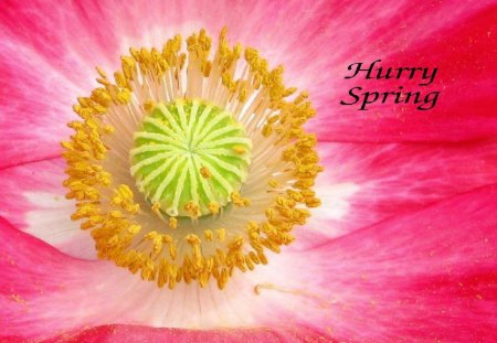 Hurry Spring 1 - summer, seasonal, flower, spring