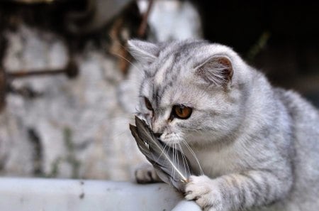 cat - feline, gray, cat, plume