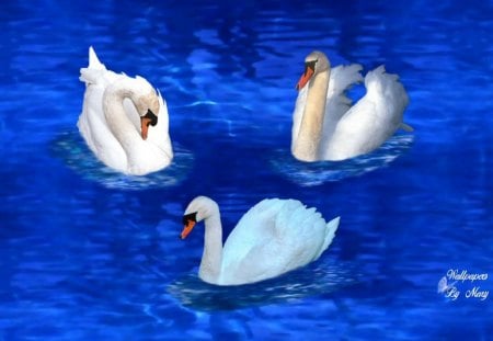 Resting Swans - Water, Swan, Swans, Birds