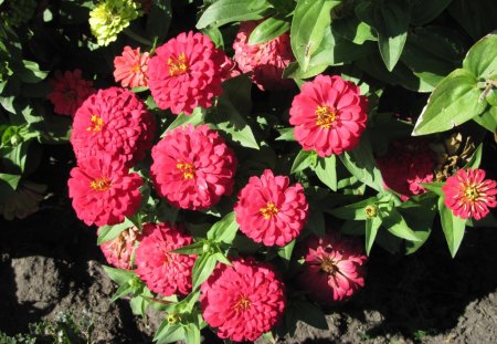 A Good day at Edmonton Garden AB 18 - soil, Dahlia, Flowers, red, green, photography, brown