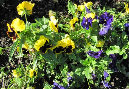 A Good day at Edmonton Garden AB 19 - purple, black, pansy, flowers, leaves, yellow, brown, photography, green