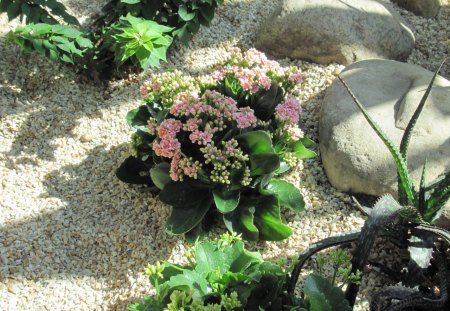 A Good day at Edmonton Garden AB 21 - Flowers, green, photography, cactus, pink, stones