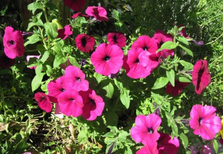 A Good day at Edmonton Garden AB 25 - Flowers, purple, green, photography, petunias