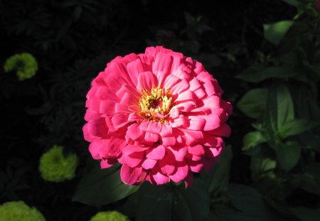 A Good day at Edmonton Garden AB 27 - red, flowers, dahlia, photography, green