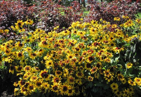 A Good day at Edmonton Garden AB 28 - brown, flowers, daisies, photography, yellow