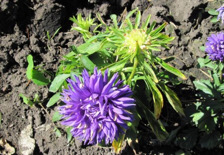 A Good day at Edmonton Garden AB 30 - soil, Dahlia, Flowers, purple, green, photography, brown