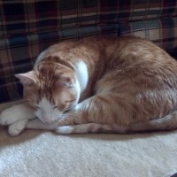 Sleeping Cat