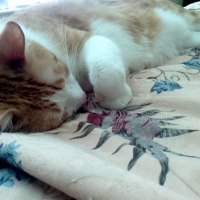 Sleeping Cat (2)