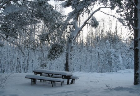 *** Winter in the park *** - white, winter, nature, park, snow