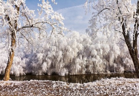 *** White winter *** - white, river, trees, nature, snow